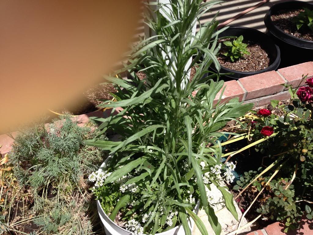  photo Picture005_zpsa96075fd.jpg